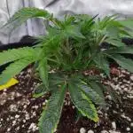 Grow 3  blue gelato & GMP