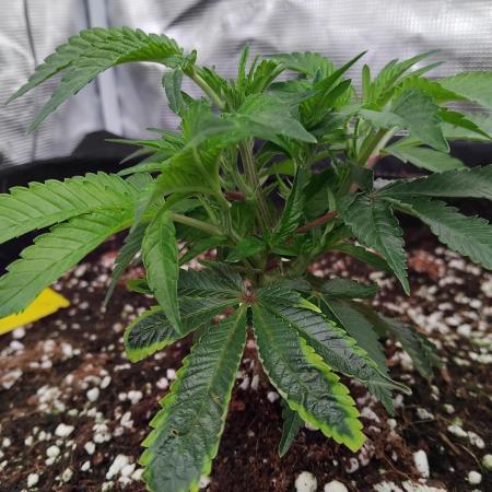 Grow 3  blue gelato & GMP