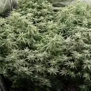 Grow 3  blue gelato & GMP