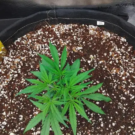 Grow 3  blue gelato & GMP