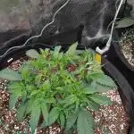 Grow 3  blue gelato & GMP