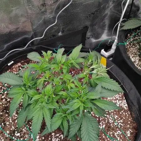 Grow 3  blue gelato & GMP