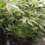 Grow 3  blue gelato & GMP