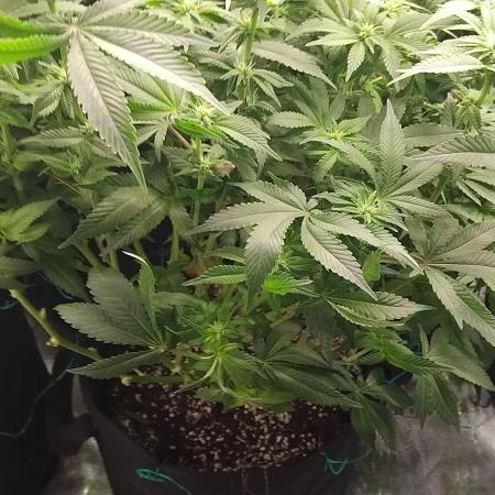 Grow 3 blue gelato & GMP