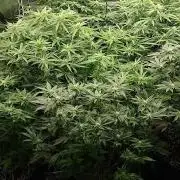 Grow 3  blue gelato & GMP