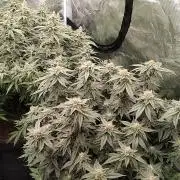 Grow 3 blue gelato & GMP