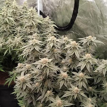 Grow 3  blue gelato & GMP