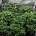 Grow 3  blue gelato & GMP