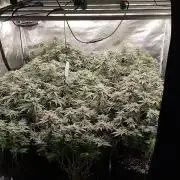 Grow 3 blue gelato & GMP