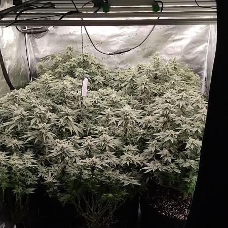 Grow 3 blue gelato & GMP