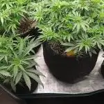 Grow 3  blue gelato & GMP