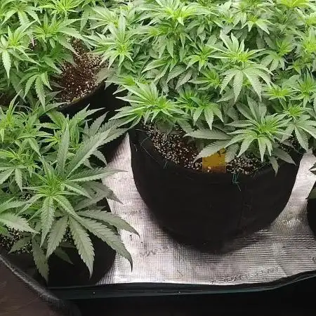 Grow 3  blue gelato & GMP