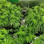 Grow 3  blue gelato & GMP