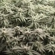 Grow 3  blue gelato & GMP