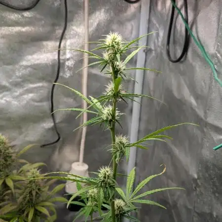 Auto Grow 25 No11 - GOAT'lato Automatic