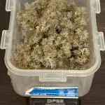 Auto Grow 25 No7 - Cosmic Noodles