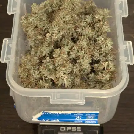 Auto Grow 25 No7 - Cosmic Noodles