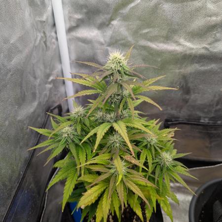 Auto Grow 25 No6 - Titan F1
