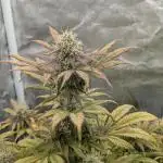 Auto Grow 25 No12 - Do-Si-Dos Auto