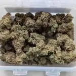 Auto Grow 25 No11 - GOAT'lato Automatic