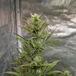 Auto Grow 25 No10 - Trainwreck Automatic
