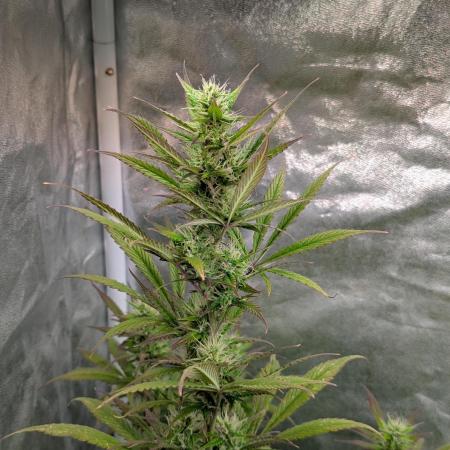 Auto Grow 25 No10 - Trainwreck Automatic