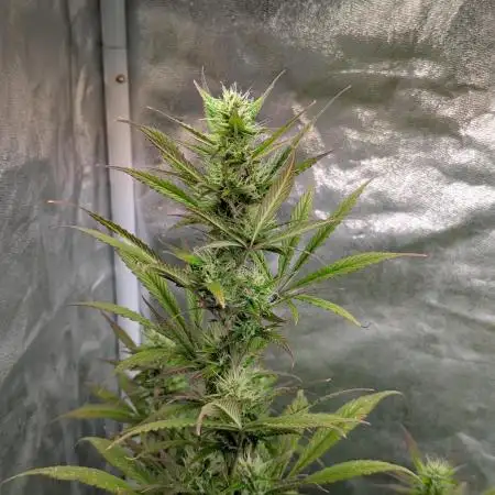 Auto Grow 25 No10 - Trainwreck Automatic