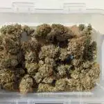 Auto Grow 25 No9 - Corkscrew Automatic