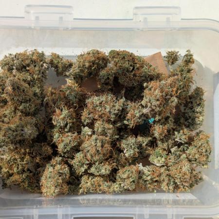 Auto Grow 25 No9 - Corkscrew Automatic