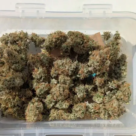 Auto Grow 25 No9 - Corkscrew Automatic