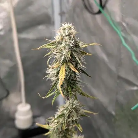 Auto Grow 25 No11 - GOAT'lato Automatic