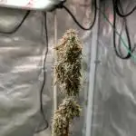 Auto Grow 25 No11 - GOAT'lato Automatic