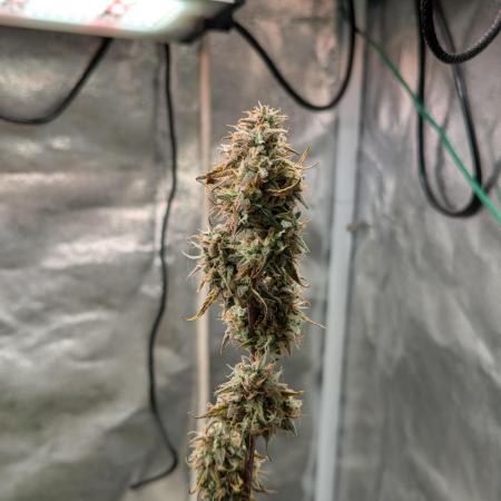 Auto Grow 25 No11 - GOAT'lato Automatic