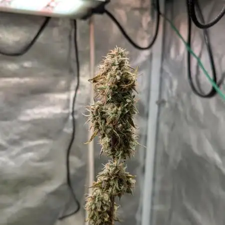 Auto Grow 25 No11 - GOAT'lato Automatic