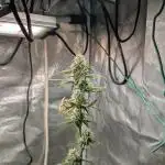Auto Grow 25 No11 - GOAT'lato Automatic