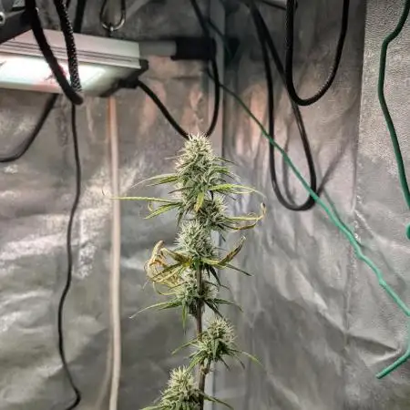 Auto Grow 25 No11 - GOAT'lato Automatic