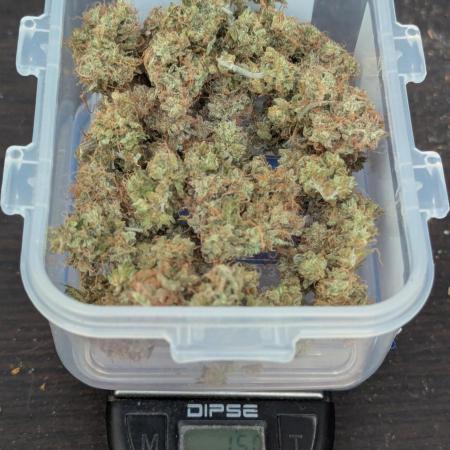 Auto Grow 25 No8 - Apple Fritter Auto