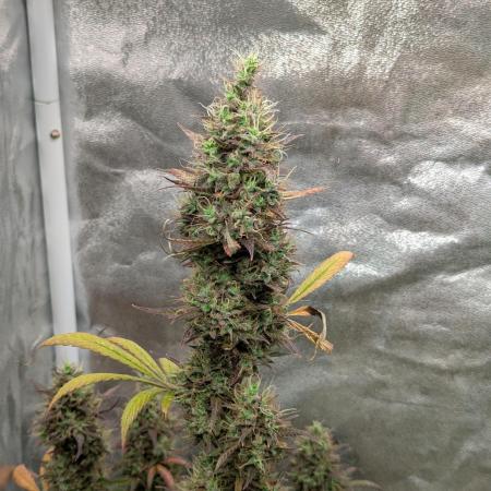 Auto Grow 25 No10 - Trainwreck Automatic