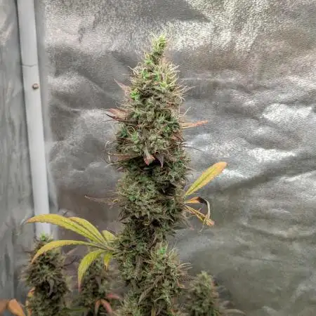 Auto Grow 25 No10 - Trainwreck Automatic