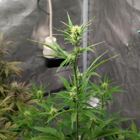 Auto Grow 25 No11 - GOAT'lato Automatic