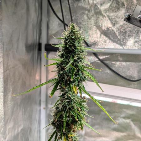 Auto Grow 25 No7 - Cosmic Noodles