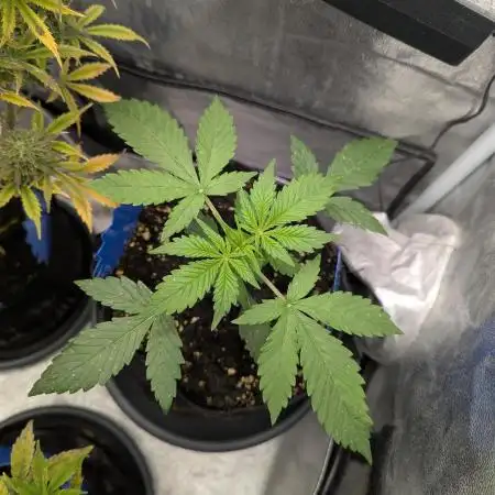 Auto Grow 25 No12 - Do-Si-Dos Auto
