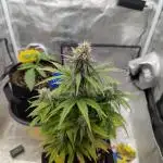 Auto Grow 25 No6 - Titan F1