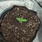 Auto Grow 25 No11 - GOAT'lato Automatic