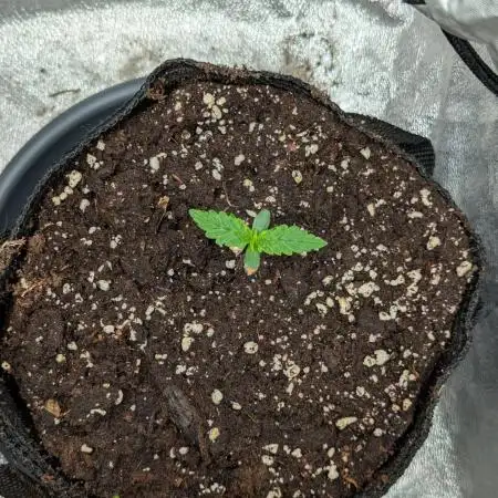 Auto Grow 25 No11 - GOAT'lato Automatic