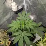 Auto Grow 25 No12 - Do-Si-Dos Auto