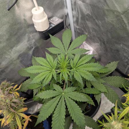 Auto Grow 25 No12 - Do-Si-Dos Auto