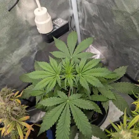 Auto Grow 25 No12 - Do-Si-Dos Auto