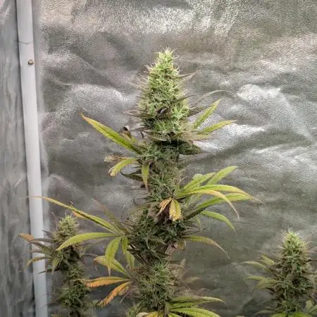 Auto Grow 25 No10 - Trainwreck Automatic