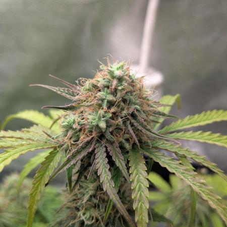 Auto Grow 25 No8 - Apple Fritter Auto